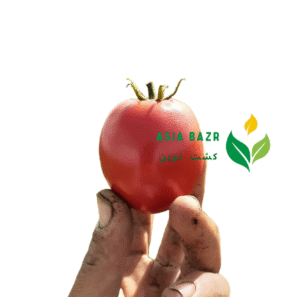 گوجه بریویو