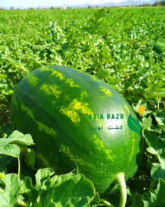 بذر هندوانه سمینیس b32