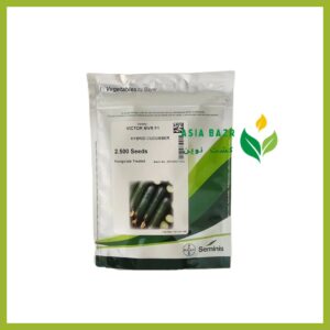 بذر خیار ویکتور سمینیس گلخانه
