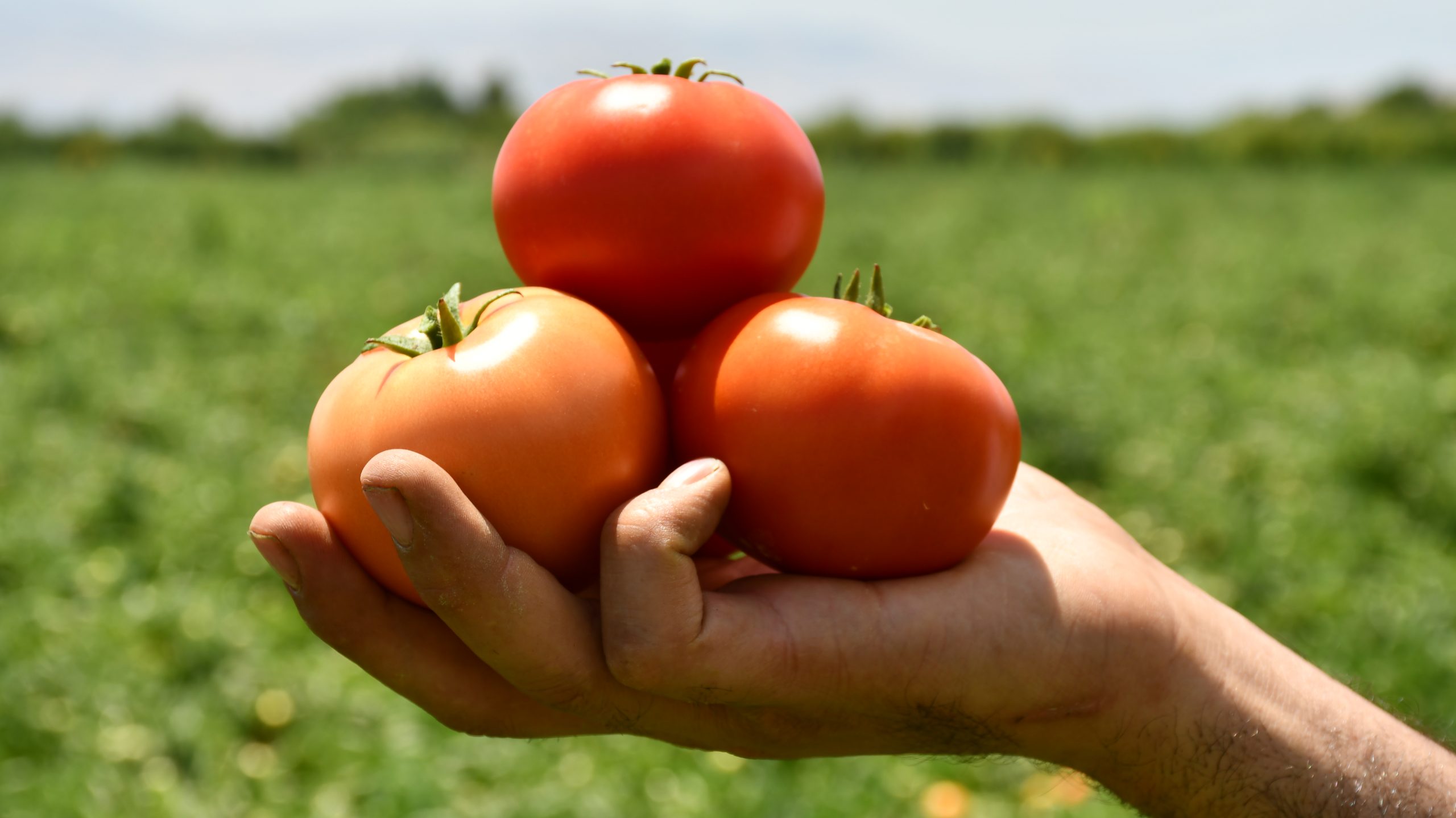 بذر گوجه فضای باز