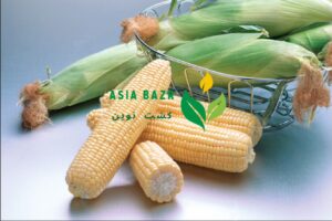 بذر ذرت اکسن‌چوییت