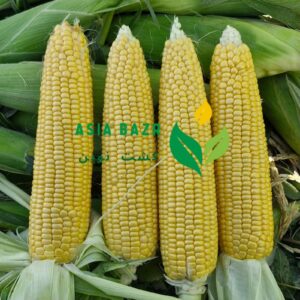 ذرت شیرین مسنجر