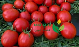 گوجه باسیمو اصل