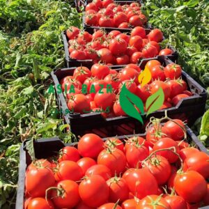 بذر گوجه باسیمو سمینیس