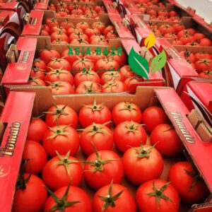 گوجه گلخانه ای 4129