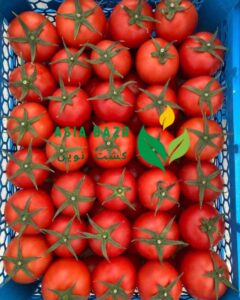 گوجه صادراتی 4129