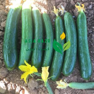 خیار الیور oliver