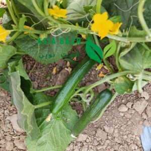 خیار الیور اصل