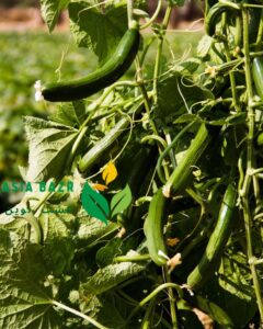 خیار 4196 سمینیس