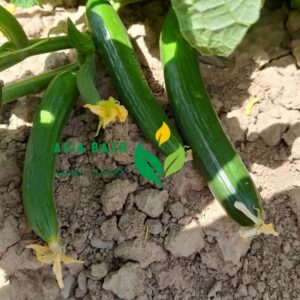 خیار 4196 فضای باز سمینیس