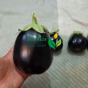 بادمجان شانتال اصل