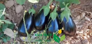 بادمجان آرلن سمینیس