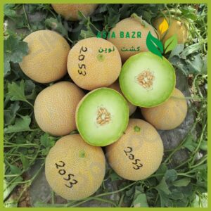 بذر خربزه گالیا 