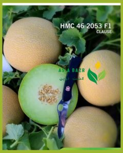 بذر ملون گالیا HMC 46 2053