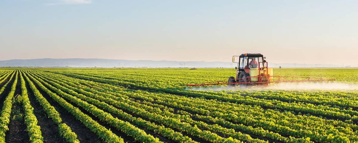 بذرهای رایج کشت در خوزستان