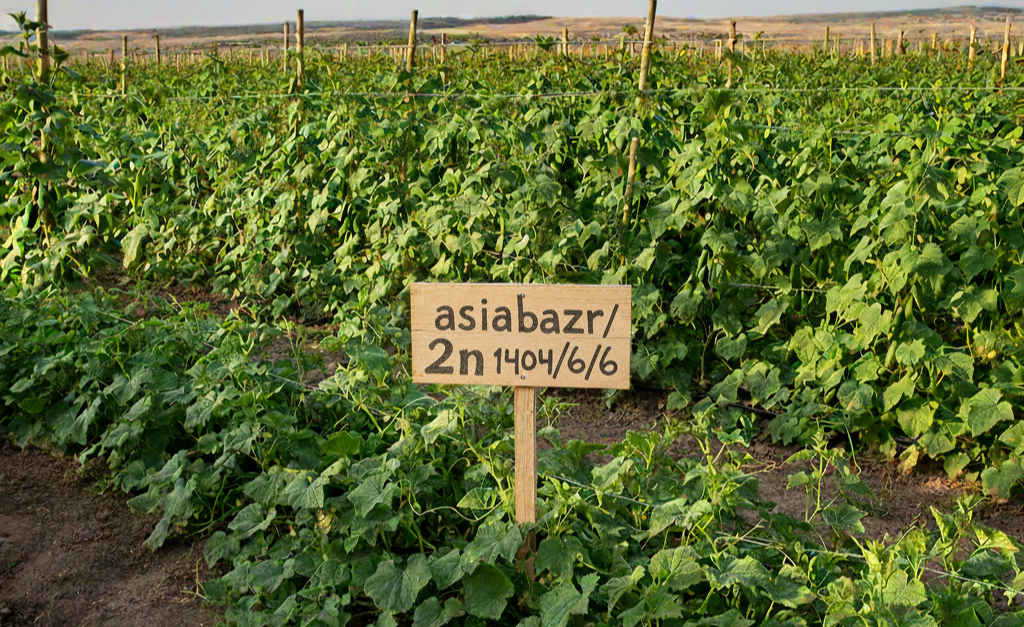 بذر خیار خیارشوری 2N رویال (یا 2N نادا) از برند سمینیس