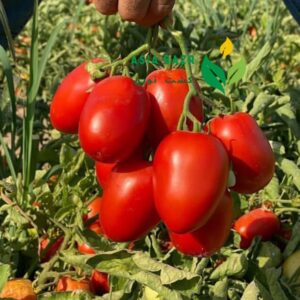 محصول گوجه فرنگی متین