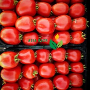 بذر گوجه فرنگی متین f1